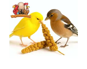 Snacks Canary & Finch