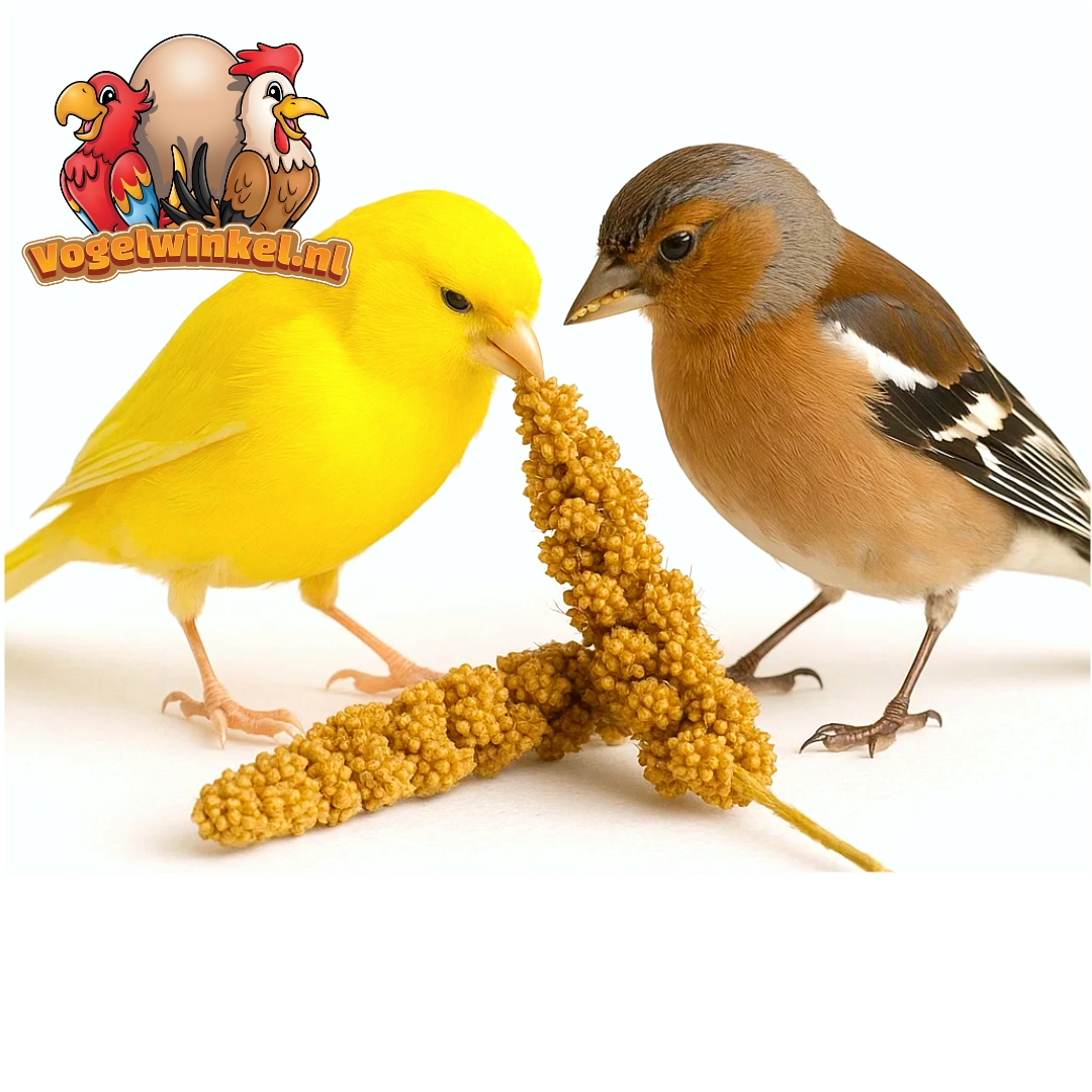 Collations pour oiseaux chanteurs – portionnement et alternance