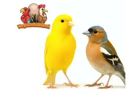 Canaris et pinsons