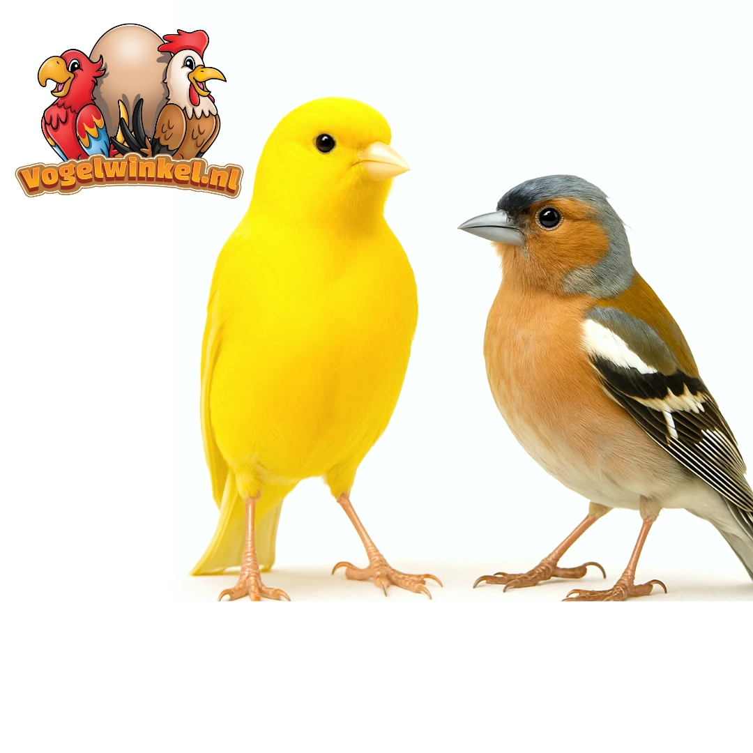 Kanarki i zięby – codzienna pielęgnacja i karmienie