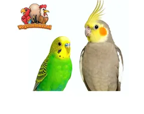 Sittiche