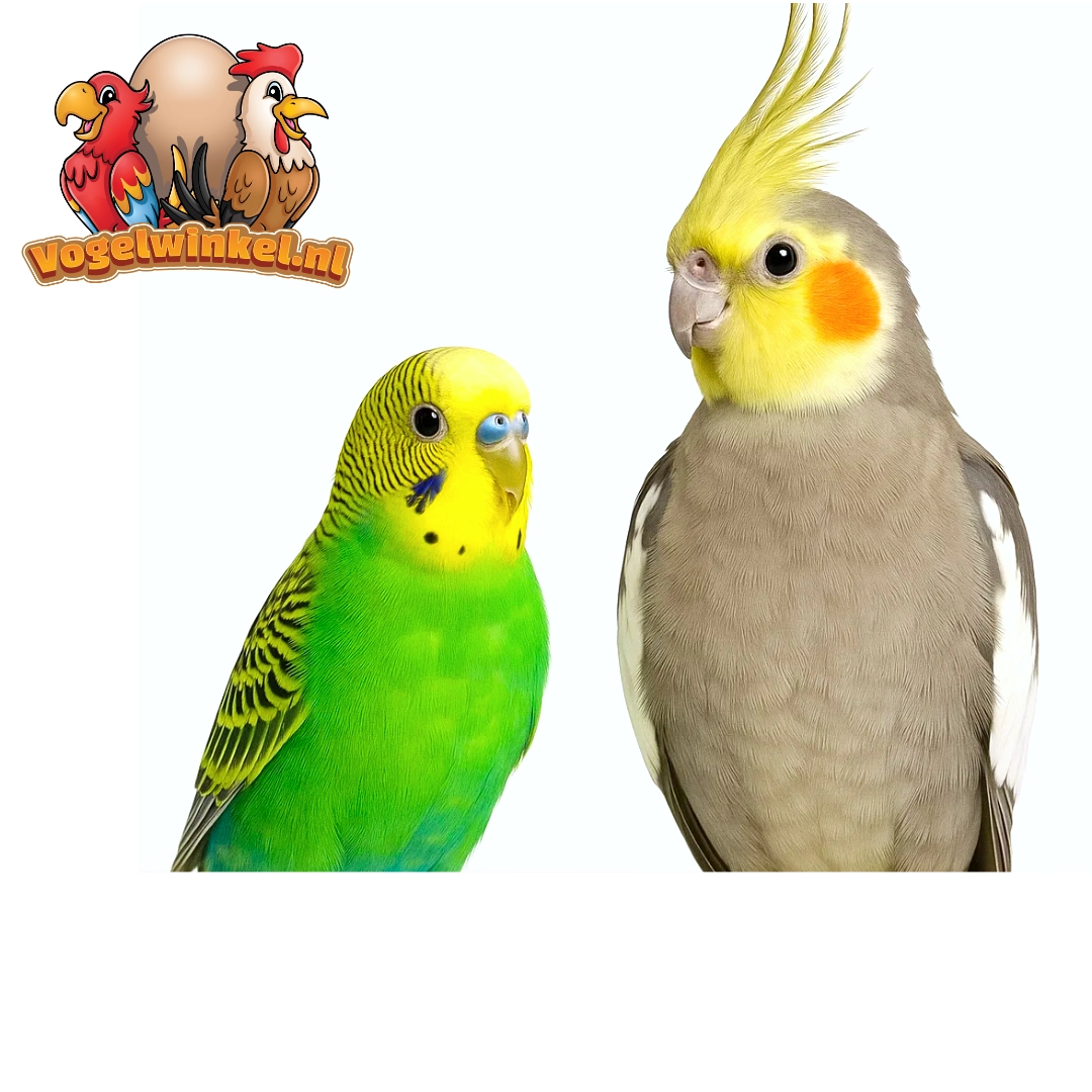 Papugi – pożywienie i urozmaicenie