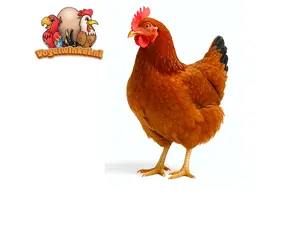 Poulets