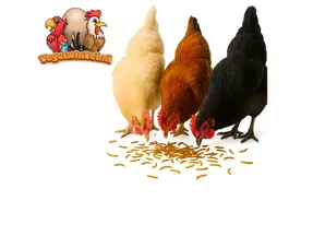 grignotages de poulet