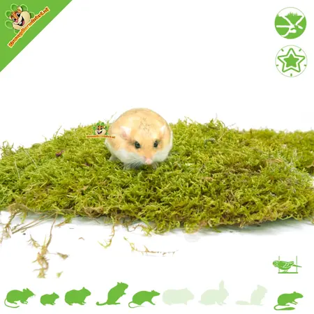 Knaagdierwinkel® Gedroogd Mos voor Hamsterscaping & Gerbilscaping