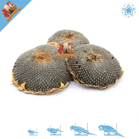 Getzoo Dried Sunflower heads 3 pieces