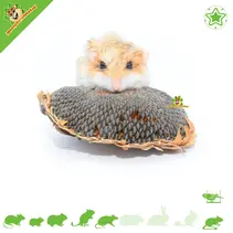 Cabezas de girasol secas, 3 unidades