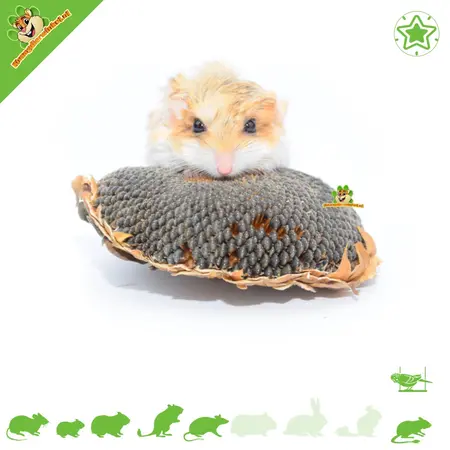 Getzoo Getrocknete Sonnenblumenköpfe 3 Stück