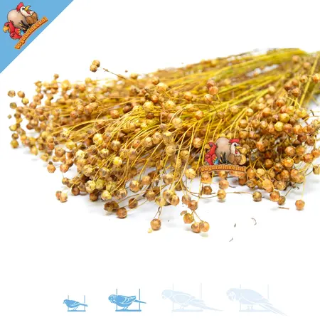 Knaagdier Kruidenier Linseed Flax Harvest for Rodents & Birds