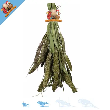 JR Farm Groene Senegal Gierst Oogst