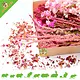 Knaagdier Kruidenier Pack Fleurs Pink Heaven Deluxe – Aménagement paysager et enrichissement rose pour hamsters