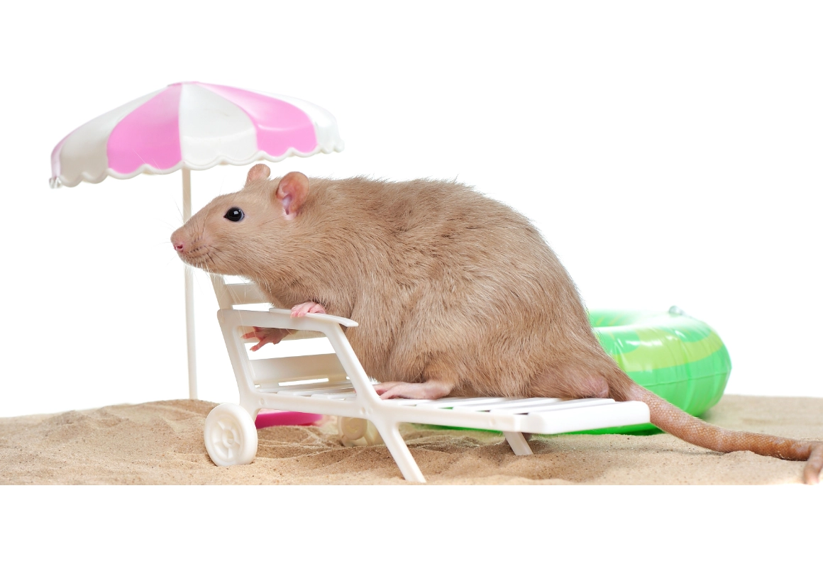 Rata domesticada: refrescándose en climas cálidos