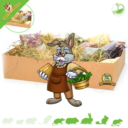 Knaagdier Kruidenier Sniffing Box Tasting