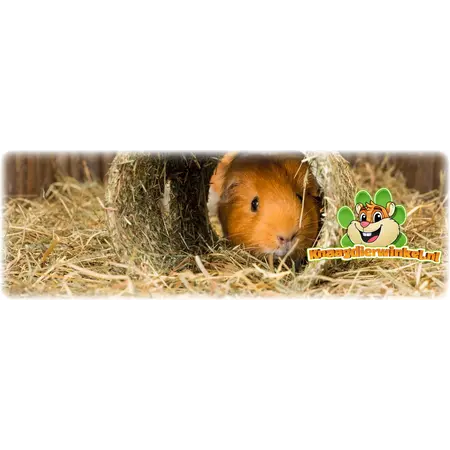 Trixie Hay tunnel with carrot