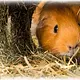 Trixie Heutunnel mit Karotten für Nagetiere und Kaninchen