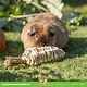 Trixie Grasspeeltje Wortel 20 cm voor Knaagdieren & Konijnen