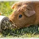 Trixie Rollo de madera de 11 cm para roedores, ideal para la búsqueda de alimento.