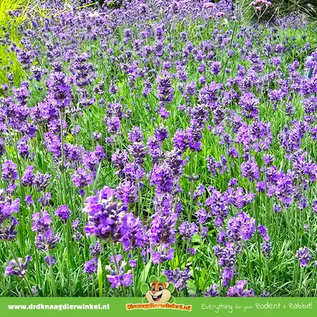 Knaagdier Kruidenier Getrockneter Lavendel für Hamsterscaping