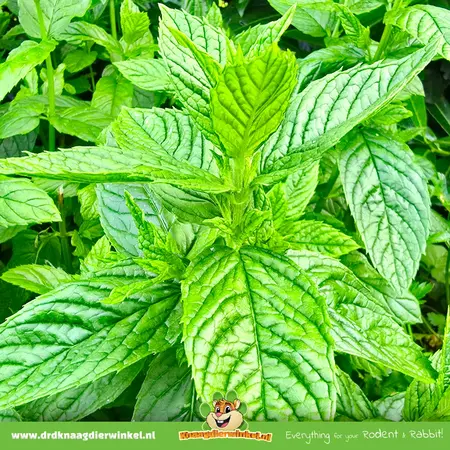 Knaagdier Kruidenier Pellets de menta para roedores y conejos