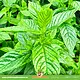 Peppermint Leaves for Rodents & Rabbits!