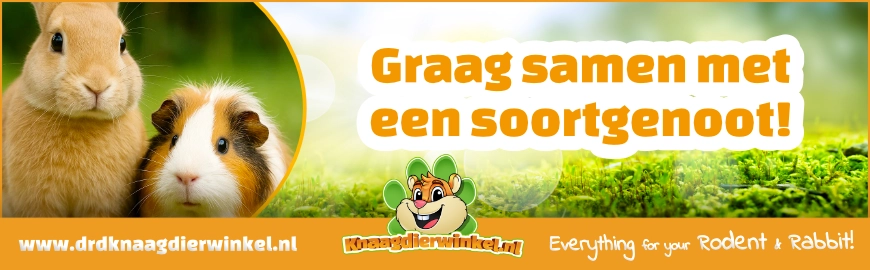 Waarom konijnen en cavia’s het liefst samen met een soortgenoot leven