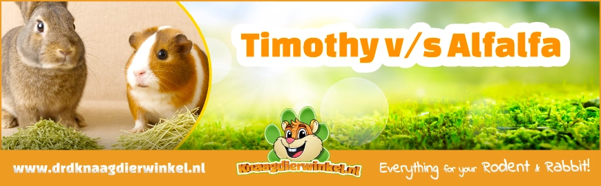 Alfalfa (Luzerne) of Timothy hooi: Wat is het verschil?