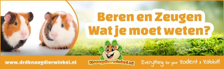 Mannelijke (Beren) en vrouwelijke cavia’s (Zeugen) – wat je moet weten?