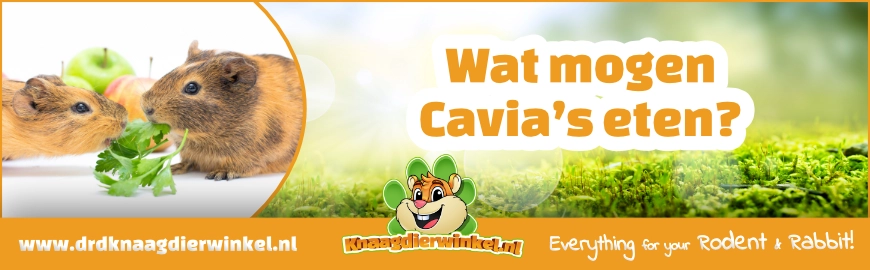 Wat mogen cavia’s eten? Alles over het caviadieet