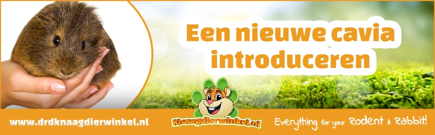 Een nieuwe cavia introduceren: zo doe je dat rustig en veilig
