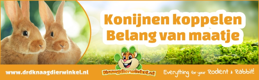 Konijnen koppelen: het belang van een maatje voor je konijn