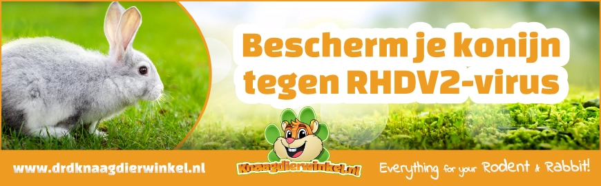 Bescherm je konijn tegen het gevaarlijke RHDV2-virus
