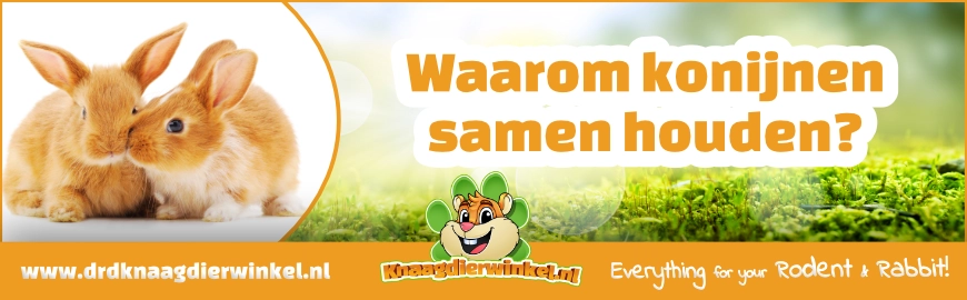 Waarom je konijn een maatje nodig heeft (en hoe je die vindt)