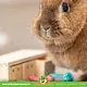 Trixie  Snack Blocks Foraging Game for Rodents & Ferrets!