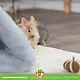 Trixie Coconut Play Ball 6 cm for Rodents & Rabbits