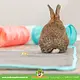 Trixie Rabbit Tunnel T Split pour rongeurs, lapins et furets !