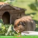 Trixie Trixie House Hanna Brown 26 cm Bark Wood House