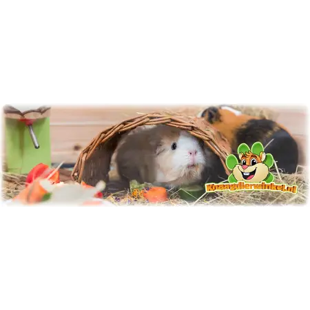 Trixie Braided Willow Bridge