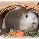 Trixie Braided Willow Bridge for Rodents & Rabbits