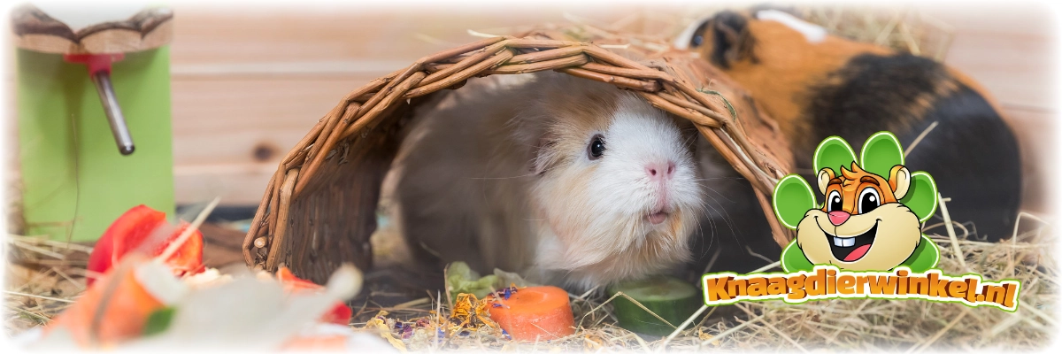 Brücke und Tunnel Weidenbrücke für Meerschweinchen- und Kaninchenspielzeug