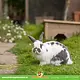 Trixie Kaninchenhaus mit grau-grünem Asphalt-Dach, 50 cm, für Meerschweinchen und Kaninchen