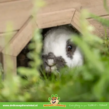 Trixie Rabbit House with Trendy Gray-Green Asphalt Roof 50 cm