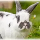 Trixie Konijnenhuis Grijs-Groen Asfaltdak 50 cm voor Cavia’s & Konijnen