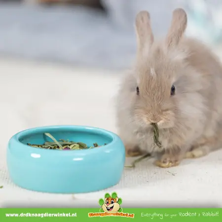 Trixie Bol de cerámica para alimentos de 13 cm