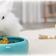 Trixie Ceramic feeding bowl 13 cm