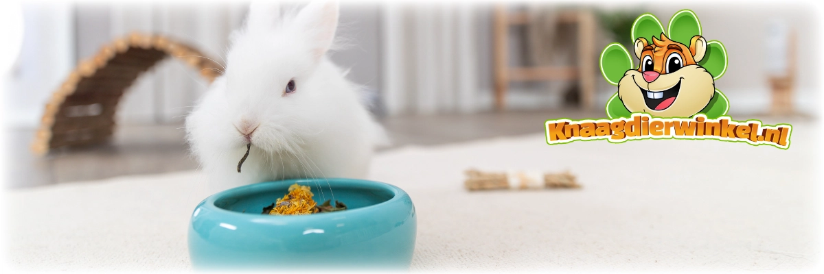 rabbit food bowl