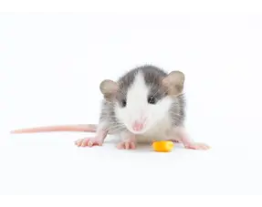 Dwarf rat