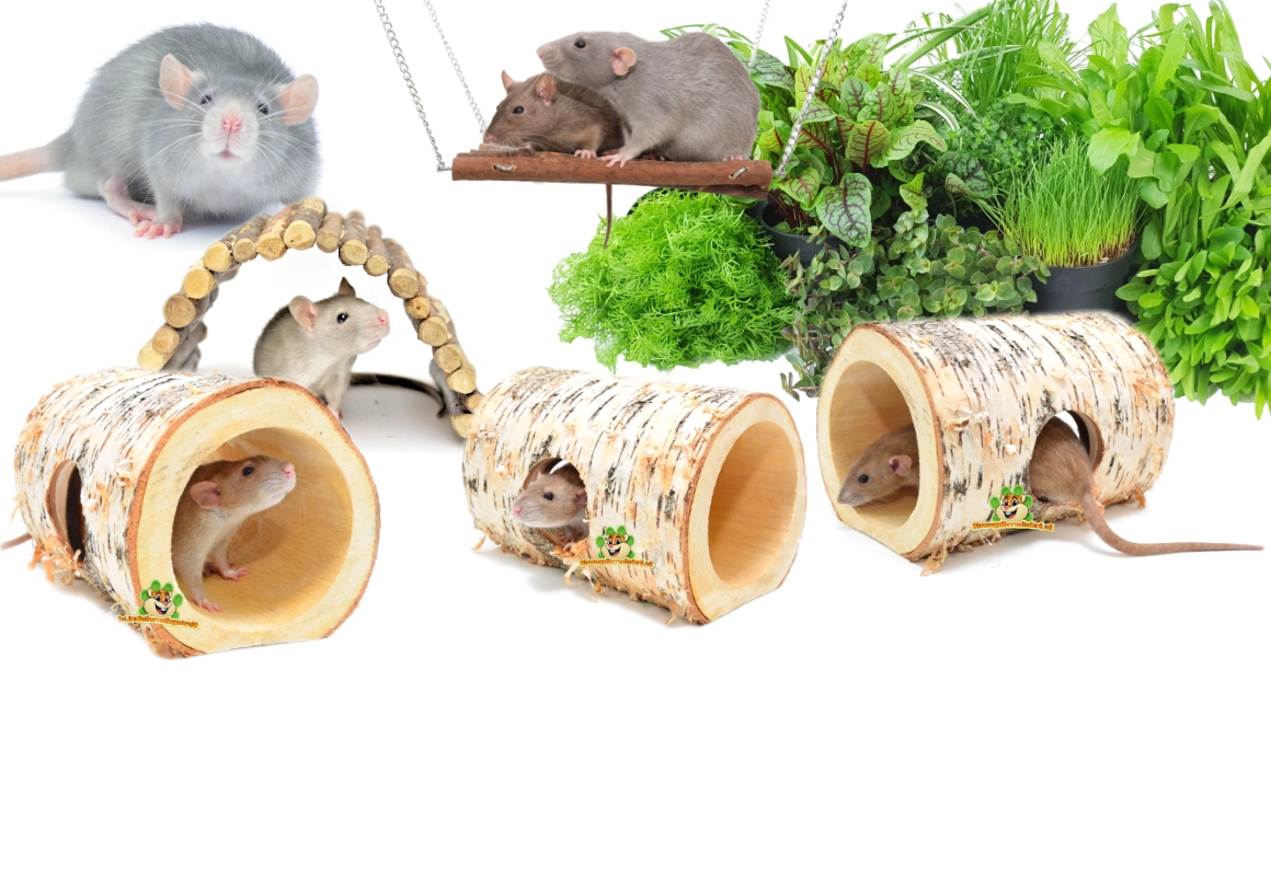 pielęgnacja oswojonych szczurów