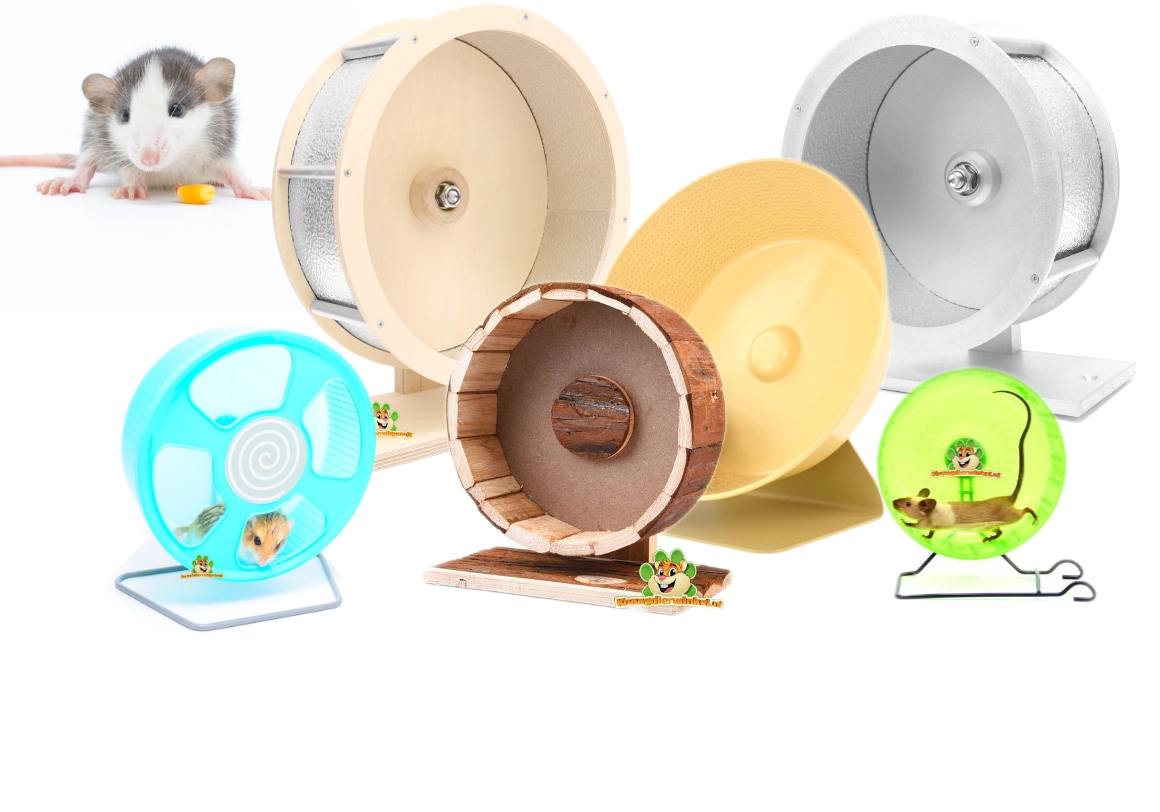 Choisir une roue d'exercice pour rats nains
