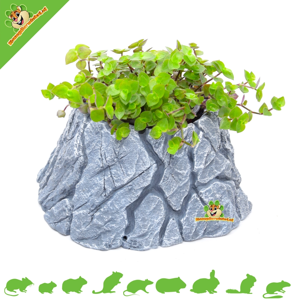 Hamsterscaping Planter Rock for Rodents & Rabbits!