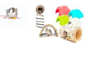 Casas para ratas enanas